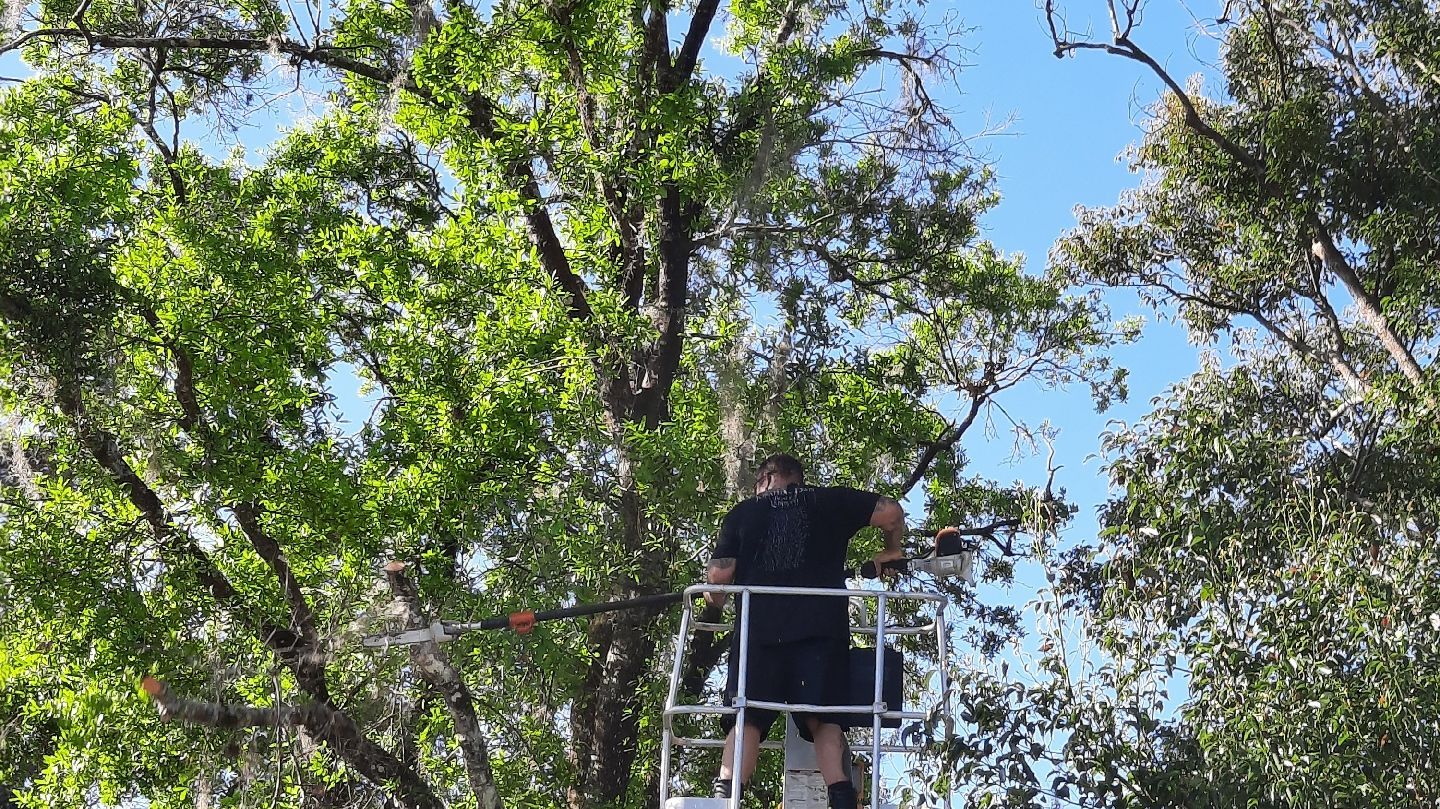 Person on a ladder pruning a tree with green leaves under a blue sky.