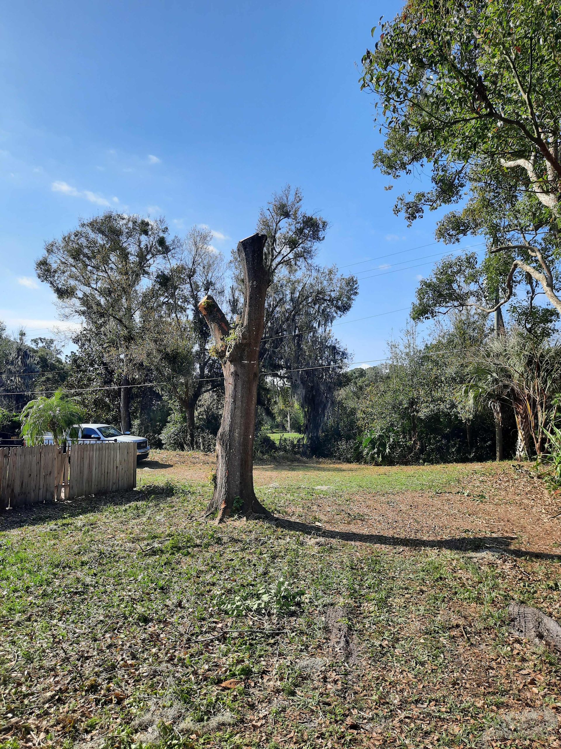 Tree trunk in a clearing, surrounded by grass and other trees under a blue sky.