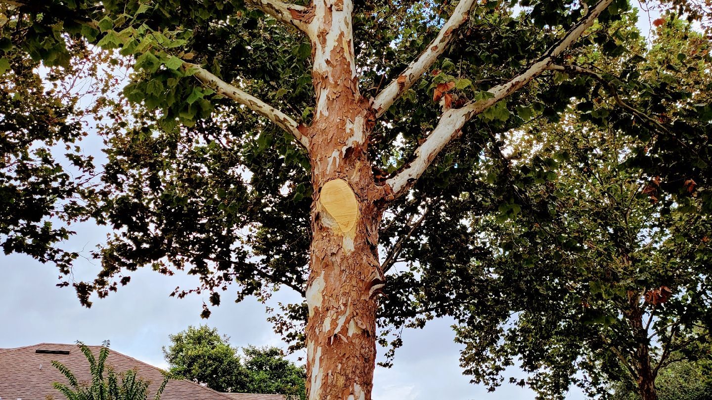 Tree with peeling bark and green leaves against a cloudy sky.
