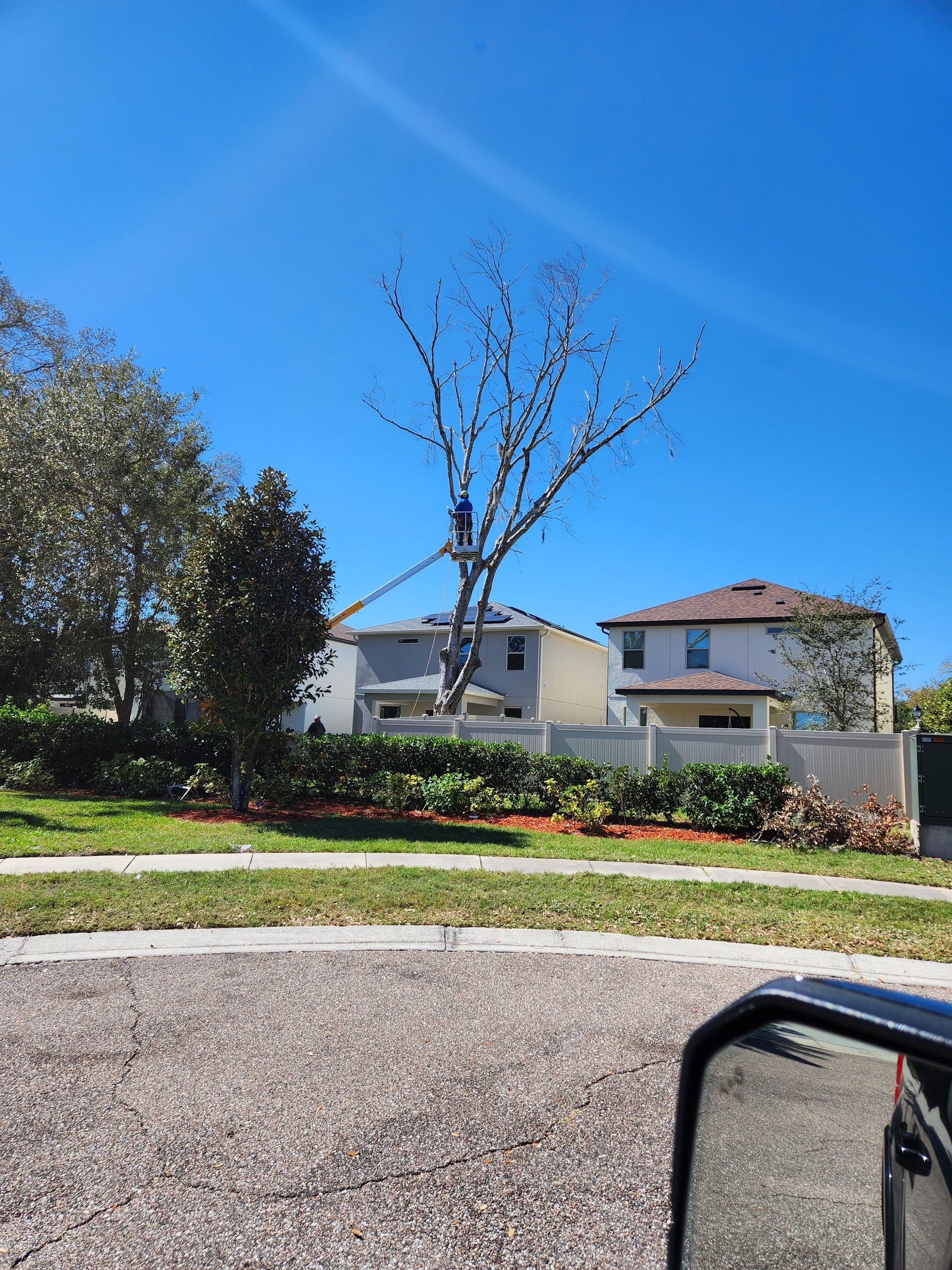 Bare tree stands tall between two houses on a sunny day.
