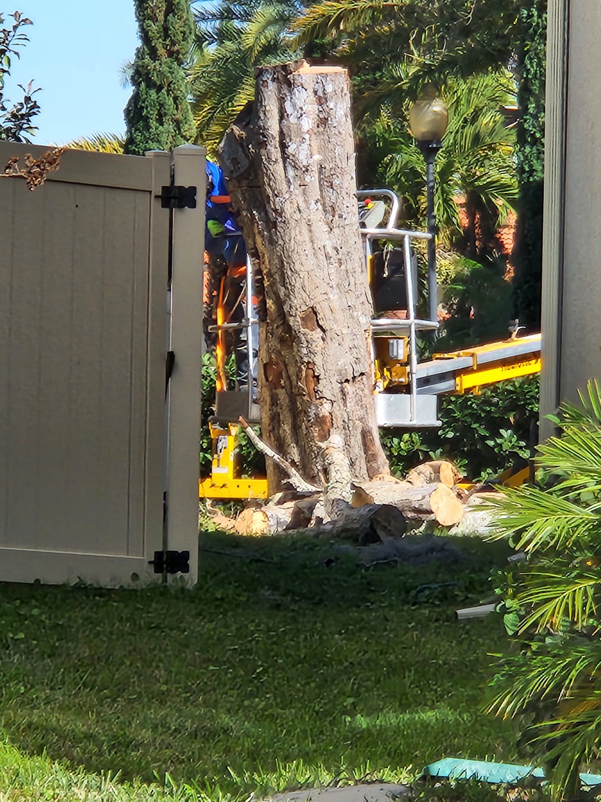 Stump of cut tree behind a white fence with a yellow lift in a yard.
