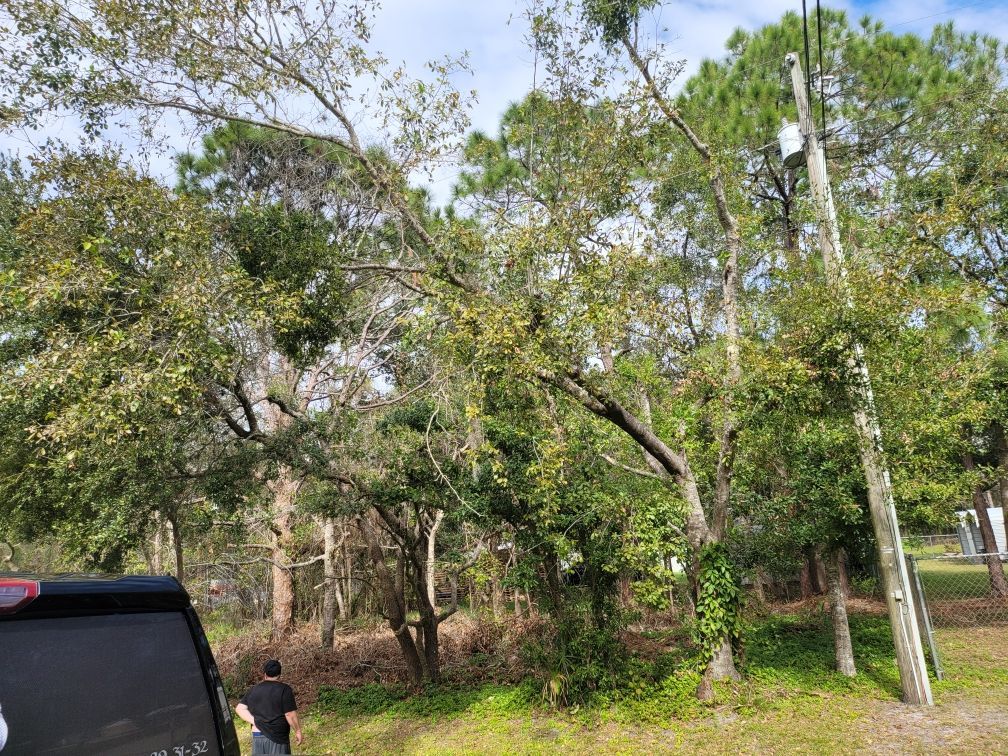 Trees with green foliage, a utility pole, and a person in a yard next to a dark vehicle.