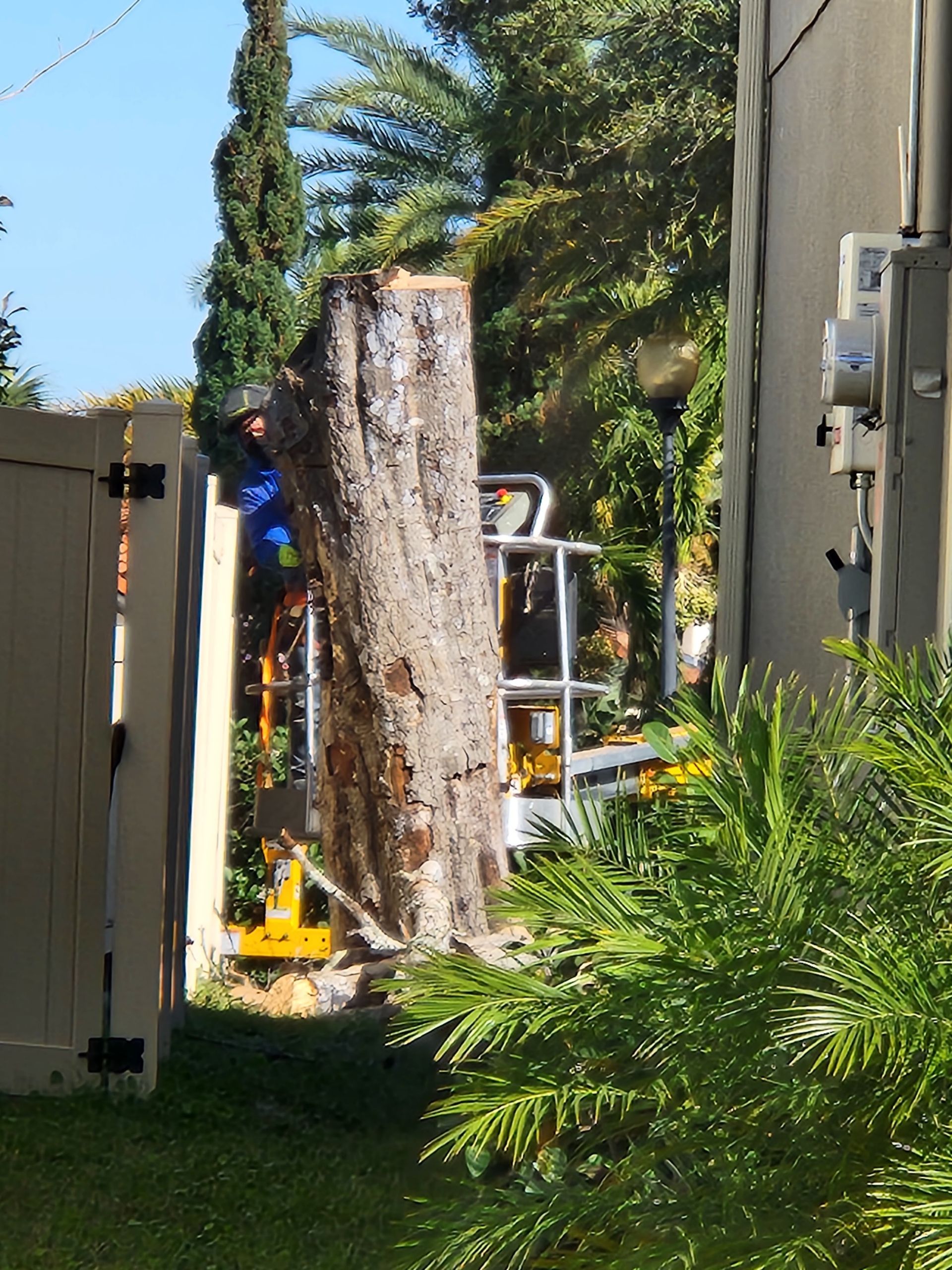 Tree removal: worker in lift cutting large tree trunk next to fence and building.
