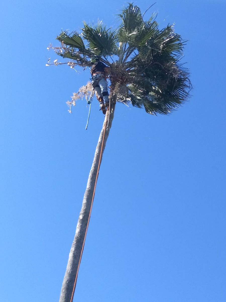 Person climbing a tall palm tree with blue sky background.