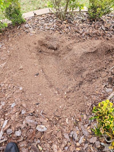 Brown mulch bed in a garden, with exposed soil and surrounding wood chips, near green and yellow plants.