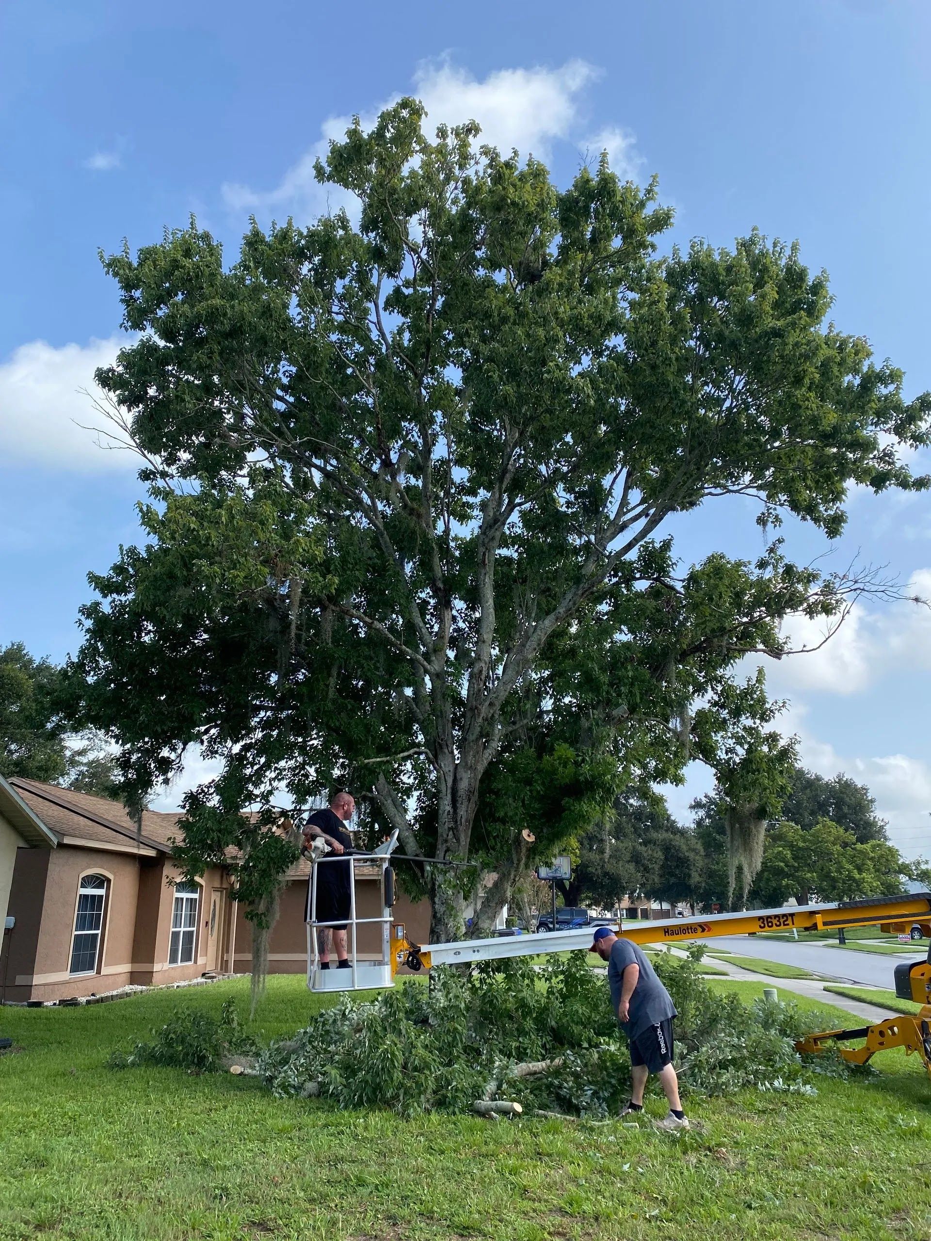 Tree trimmers cutting branches from a large tree in front of a house on a sunny day.