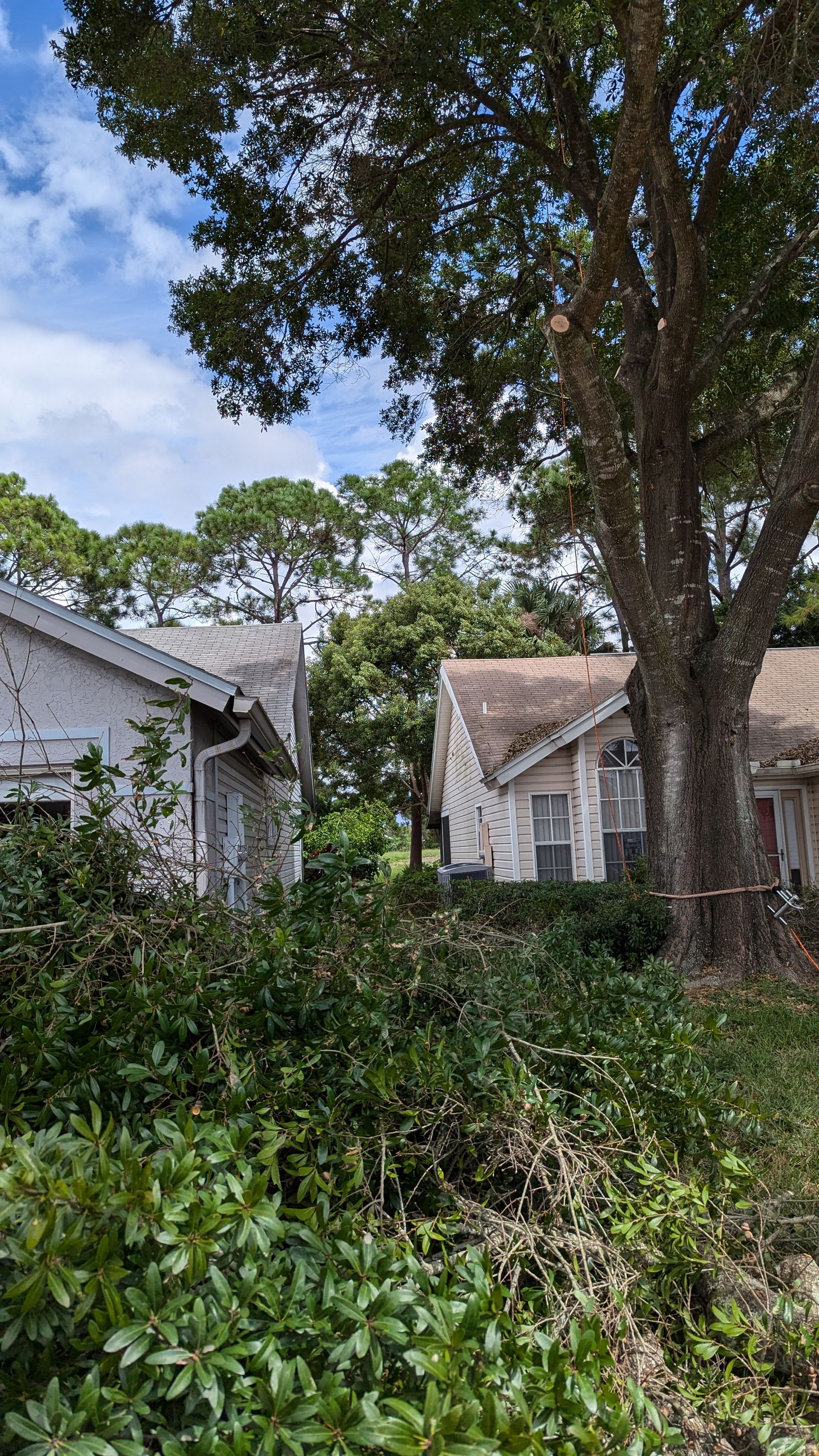 Two weathered, white houses partially obscured by green foliage and a tree; sunny day.