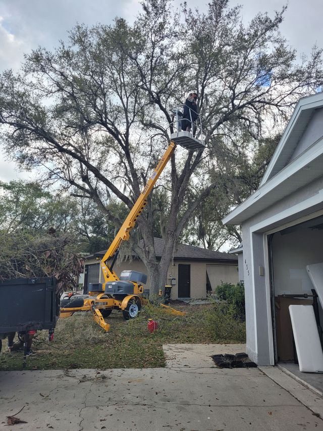 A worker in a yellow lift trims a large tree in front of a house.