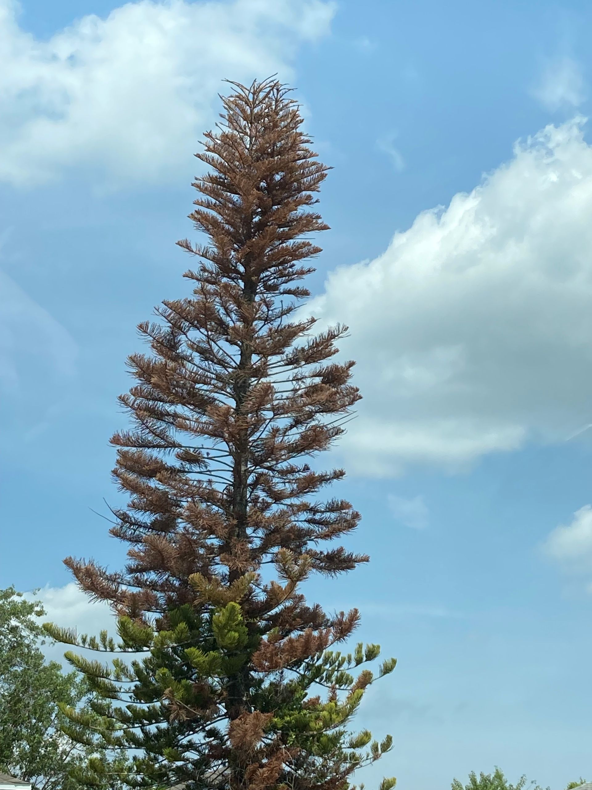 Tall pine tree, mostly brown with dead needles, against a partly cloudy blue sky.