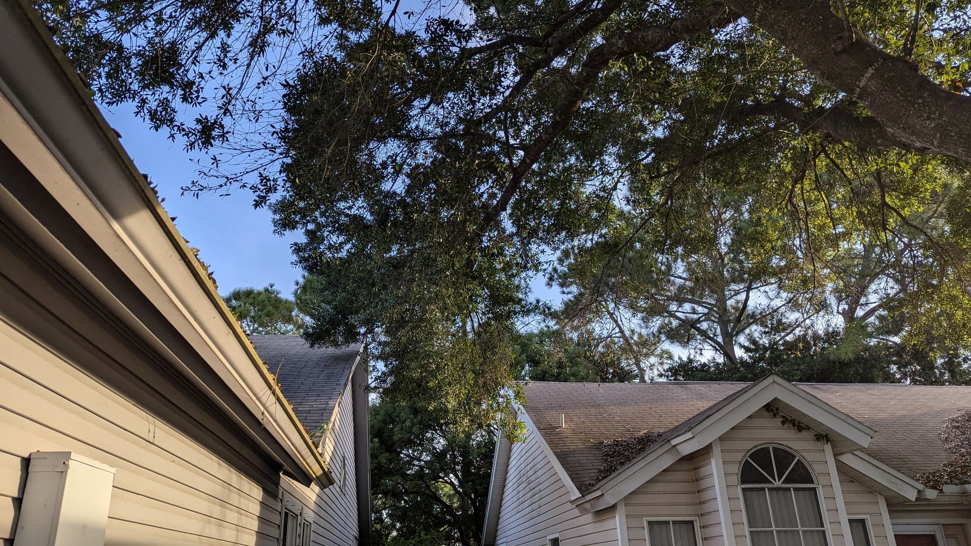 Roofs of two houses with tree branches and blue sky peeking through.