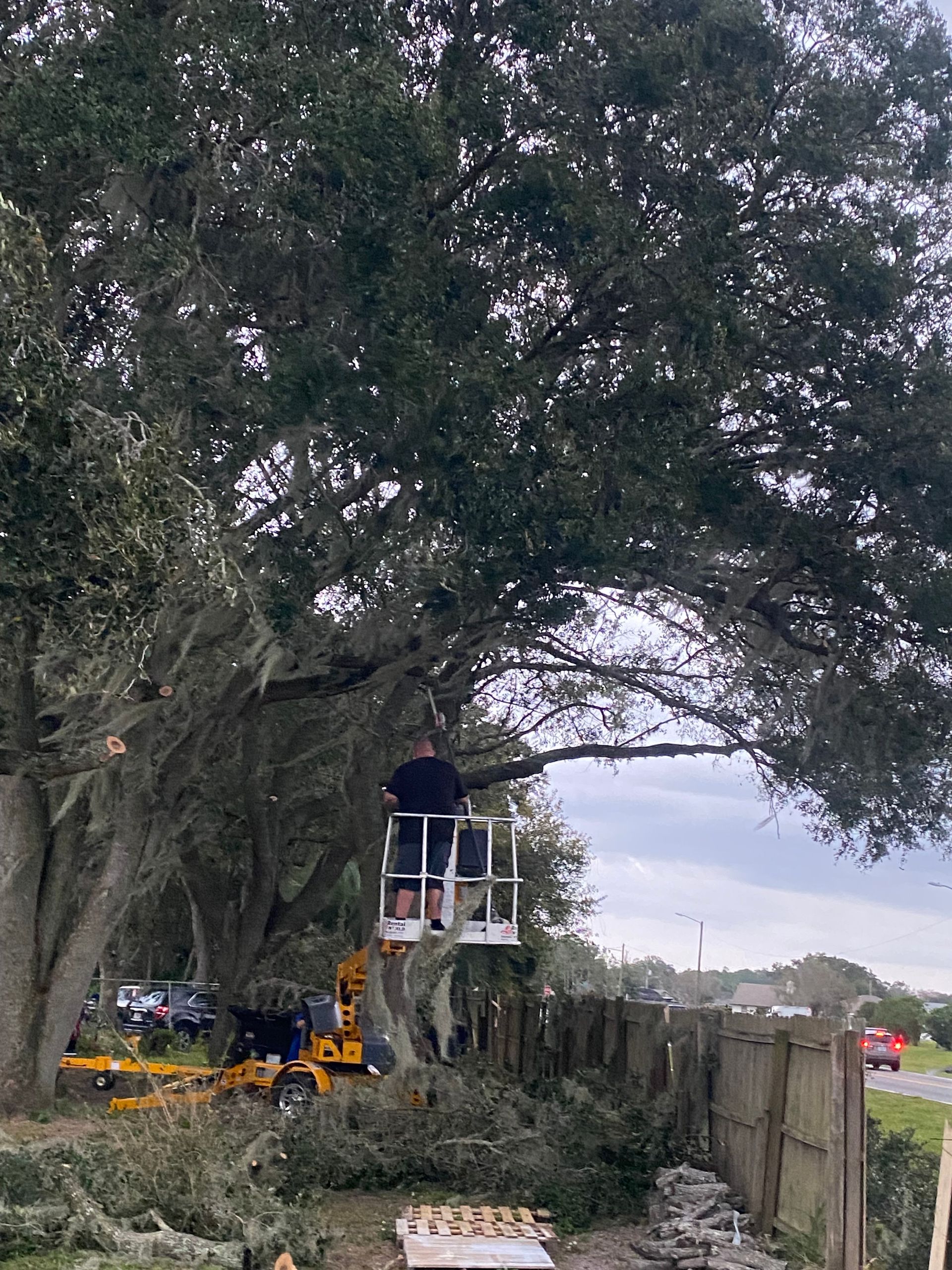 Person in lift trimming large tree branches next to a wooden fence and roadside.