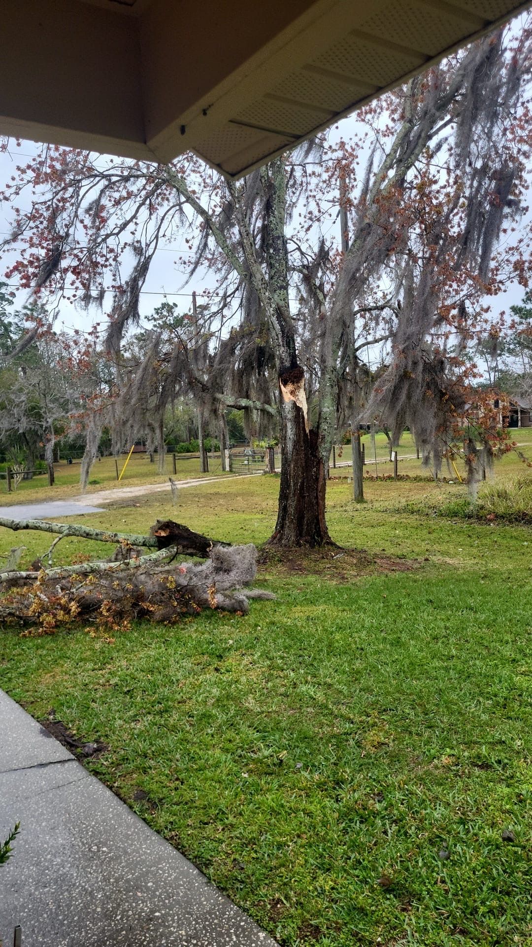 Tree trunk split with fallen branch, moss, grass lawn, fence, and a building on the background.