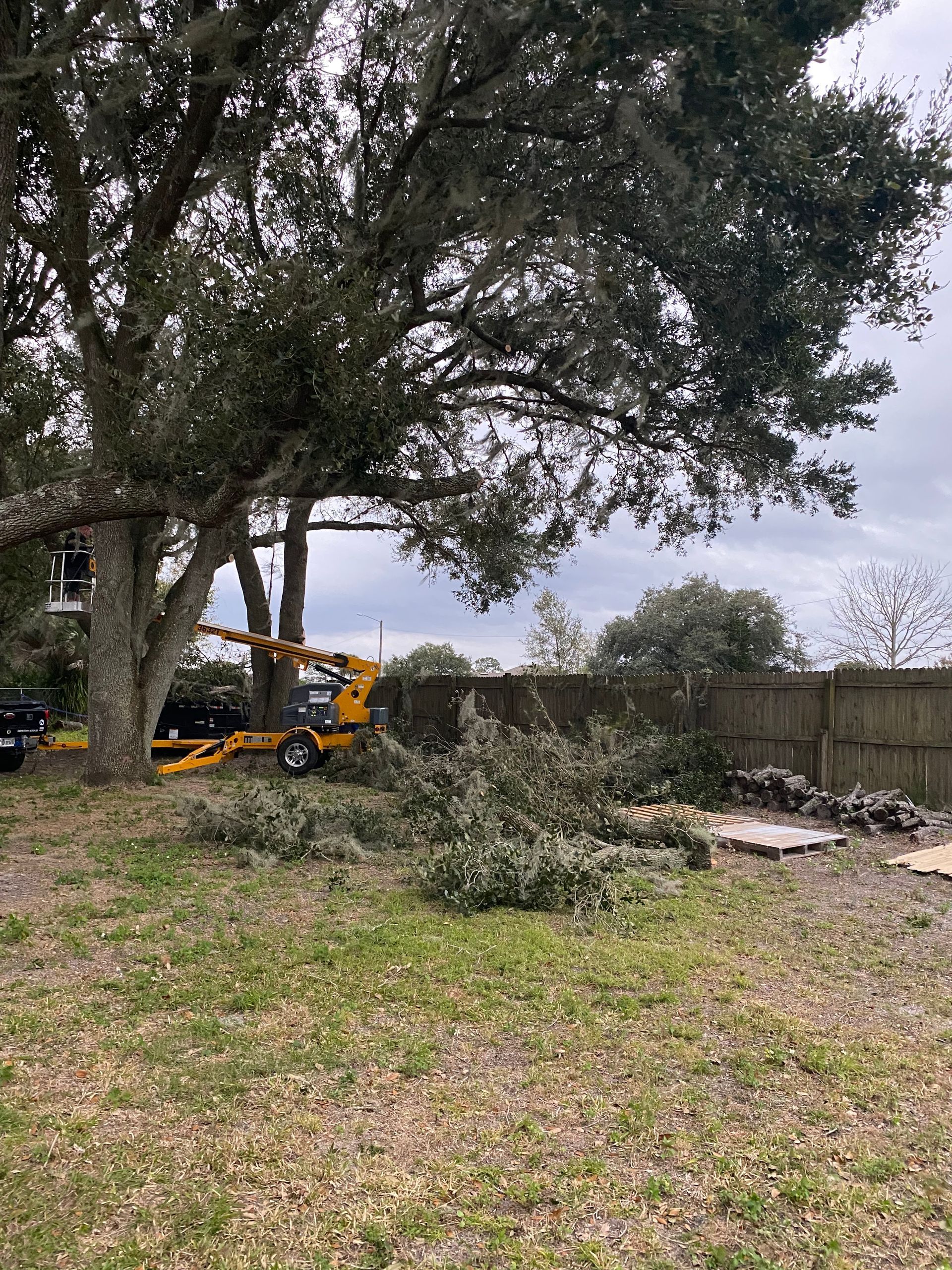Yellow lift near large tree, branches on ground, cloudy day.