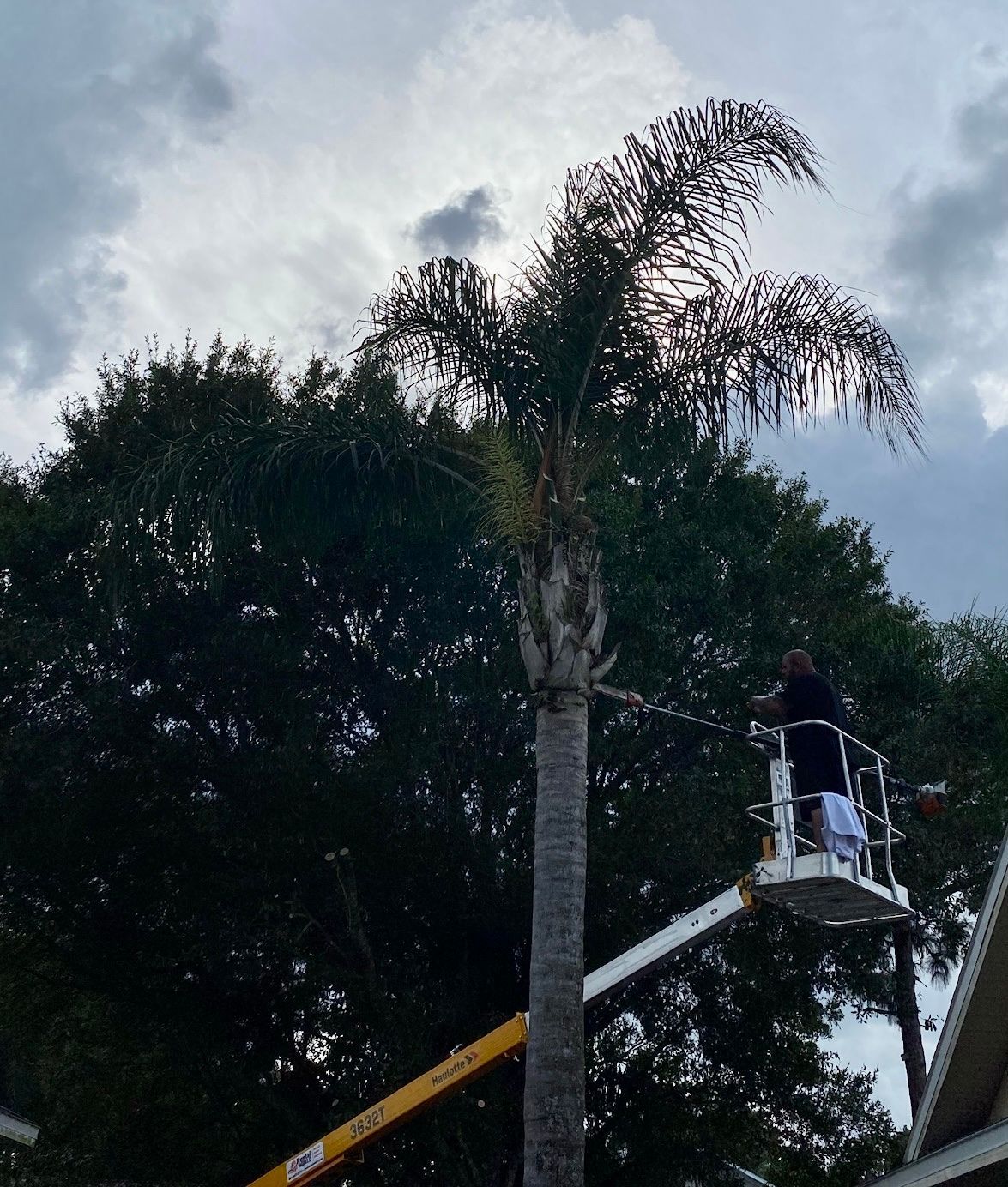 A person on a lift trims a tall palm tree against a cloudy sky.