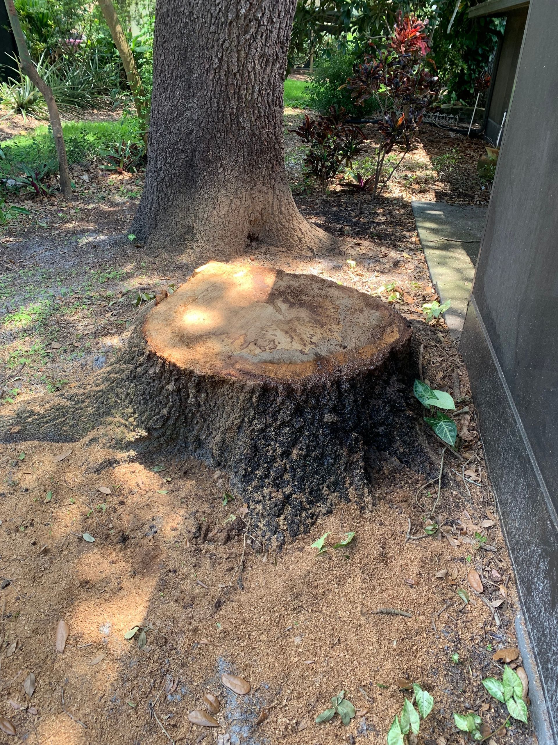 Tree stump with sawdust, next to tree trunk and building. Sunlight is dappling the stump.