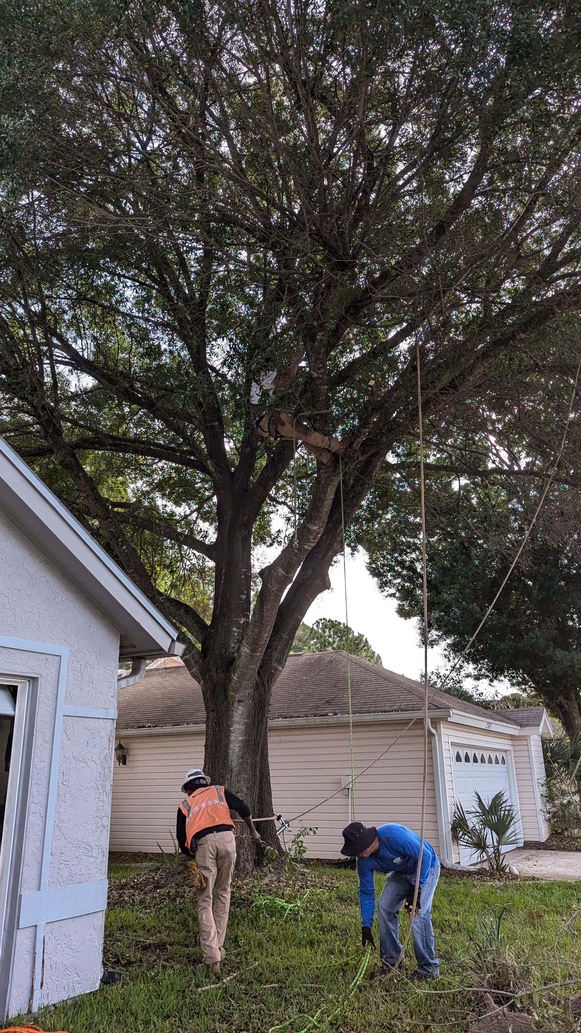 Two workers trimming a large tree in front of a house. One in an orange vest, one in blue. Overcast sky.
