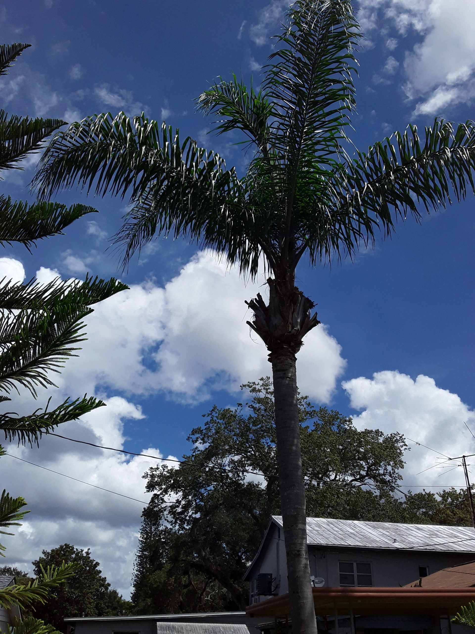 Tall palm tree against a blue sky with fluffy white clouds, with surrounding trees and a building in the background.