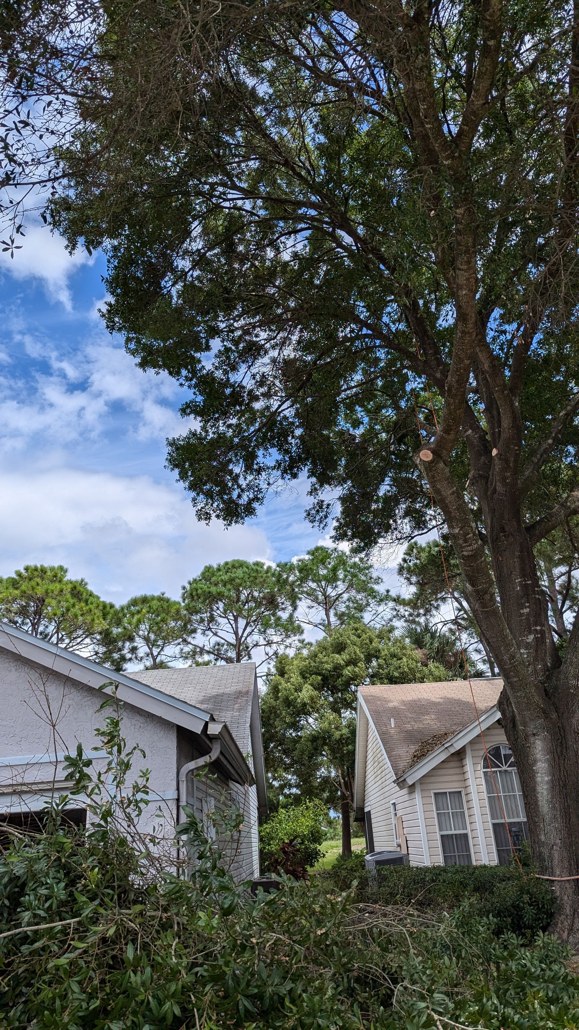 Houses under a large tree with a cloudy sky in the background.