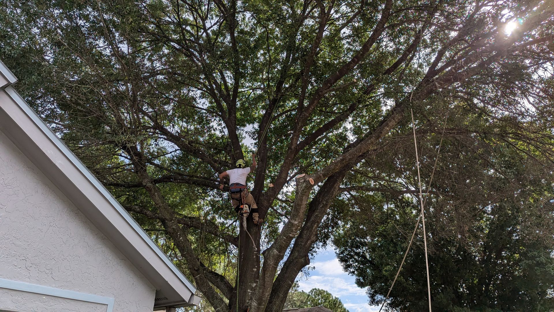 A tree service worker trimming a large tree, wearing safety gear, next to a white house.