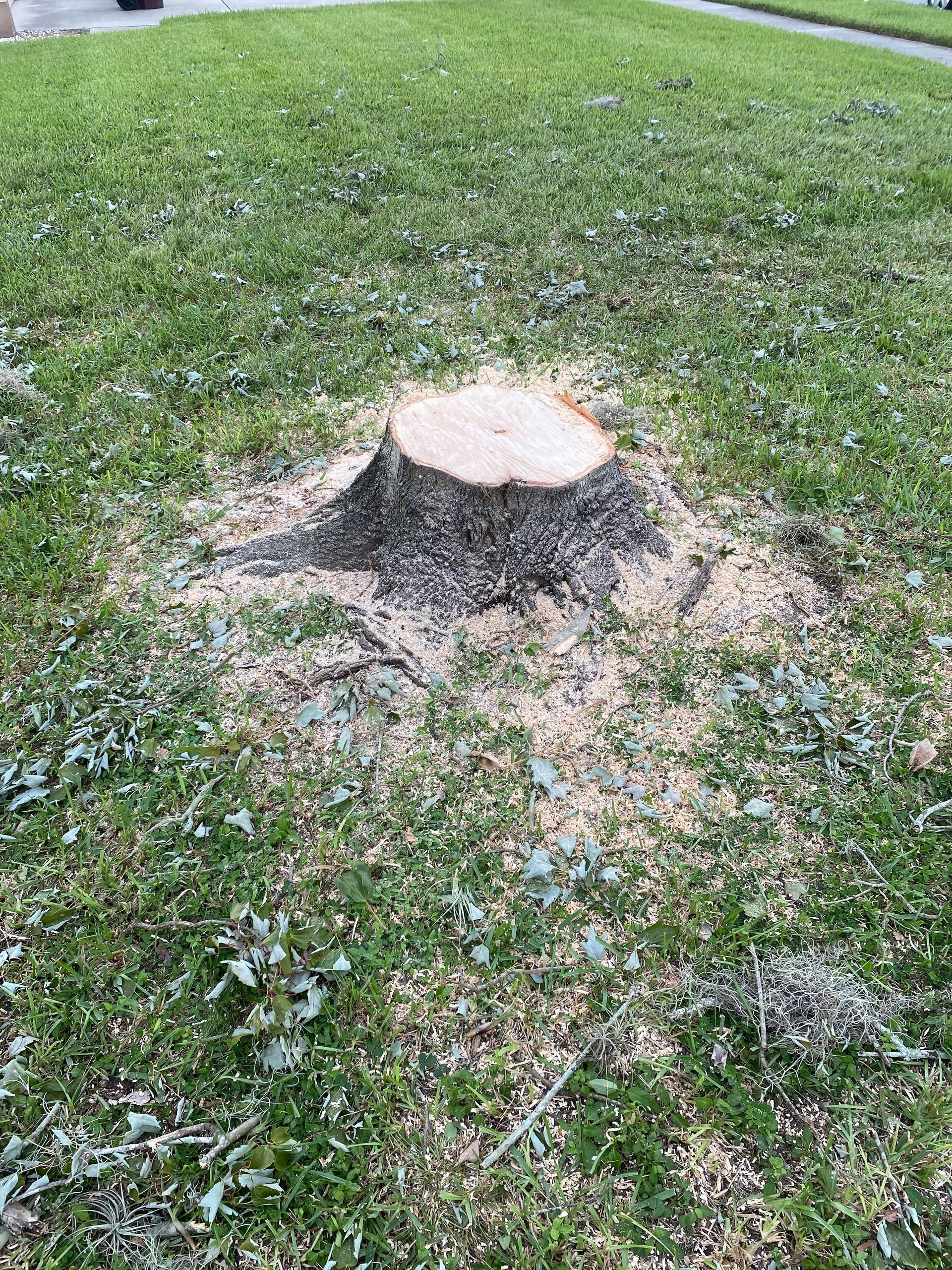 Tree stump in a grassy area, surrounded by wood shavings.