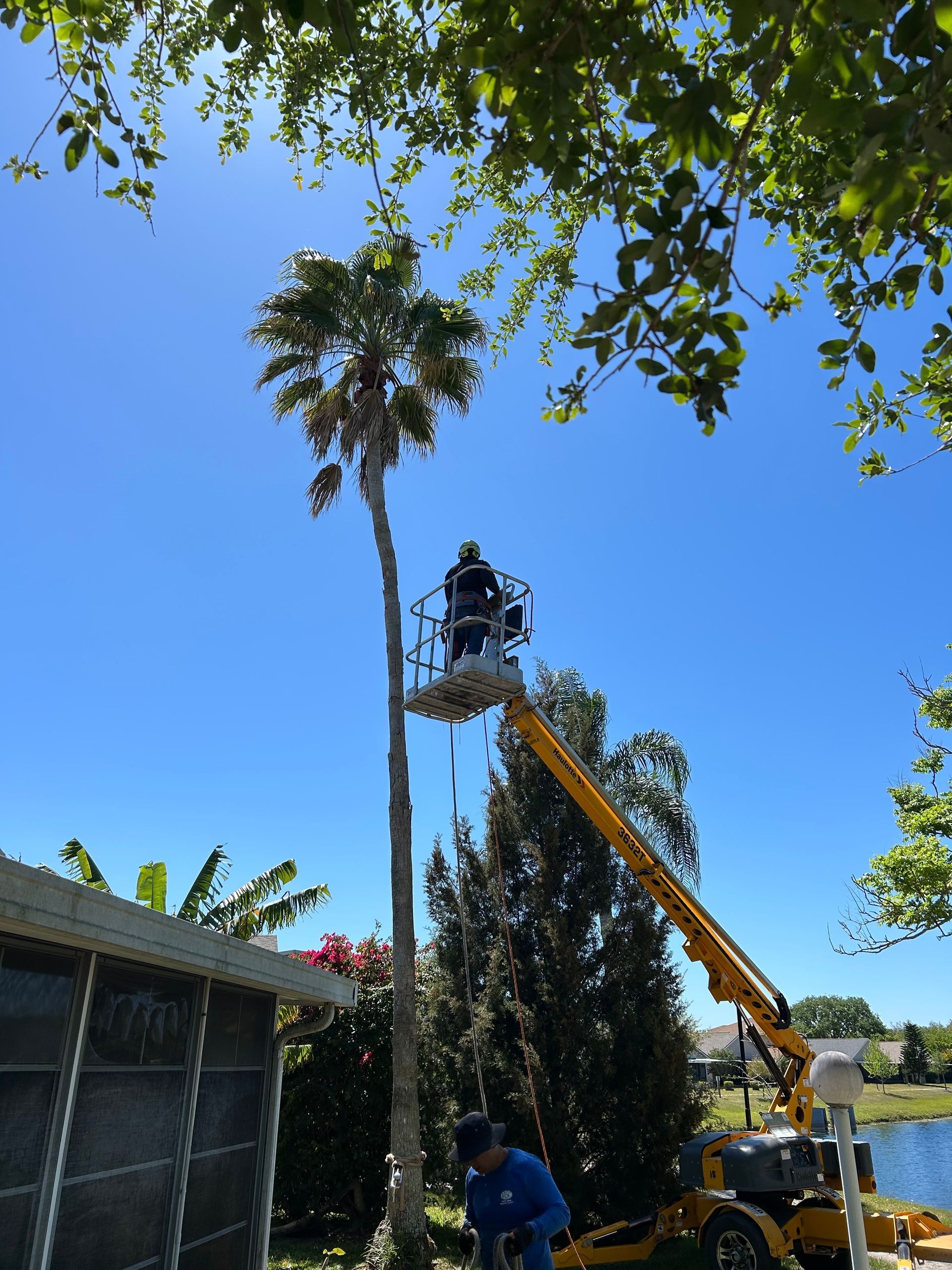 Arborist in a lift trimming a tall palm tree on a sunny day near a lake.