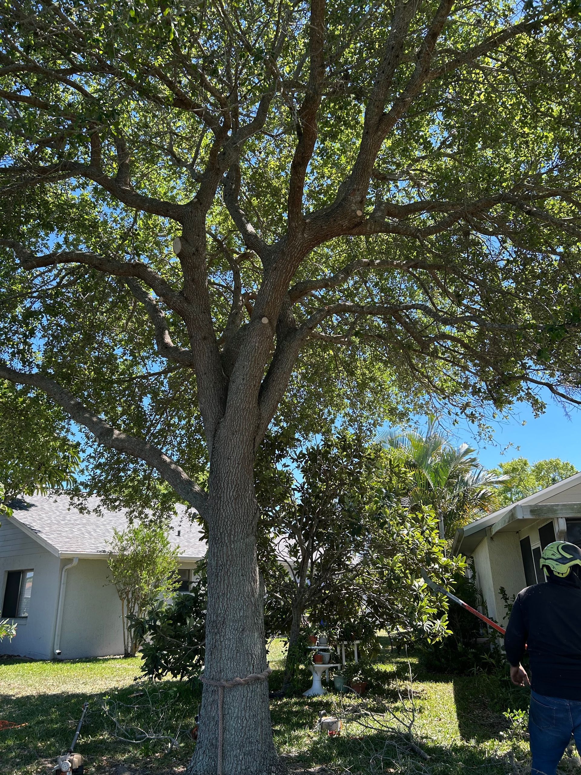 Tree with leafy branches, trunk in foreground. A person with protective gear trims a nearby tree in a residential yard.