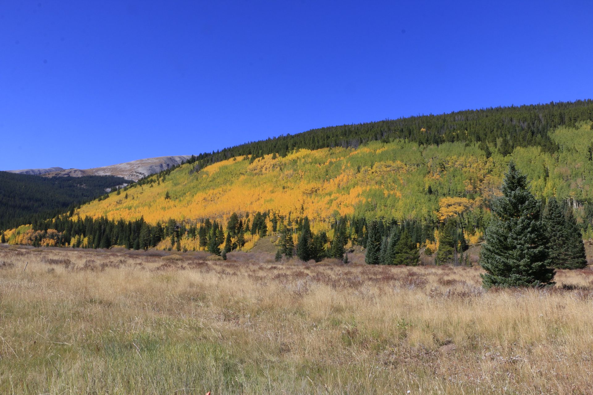 A field in Colorado south of Breckenridge with a mountain in the background and yellow aspen trees in fall.