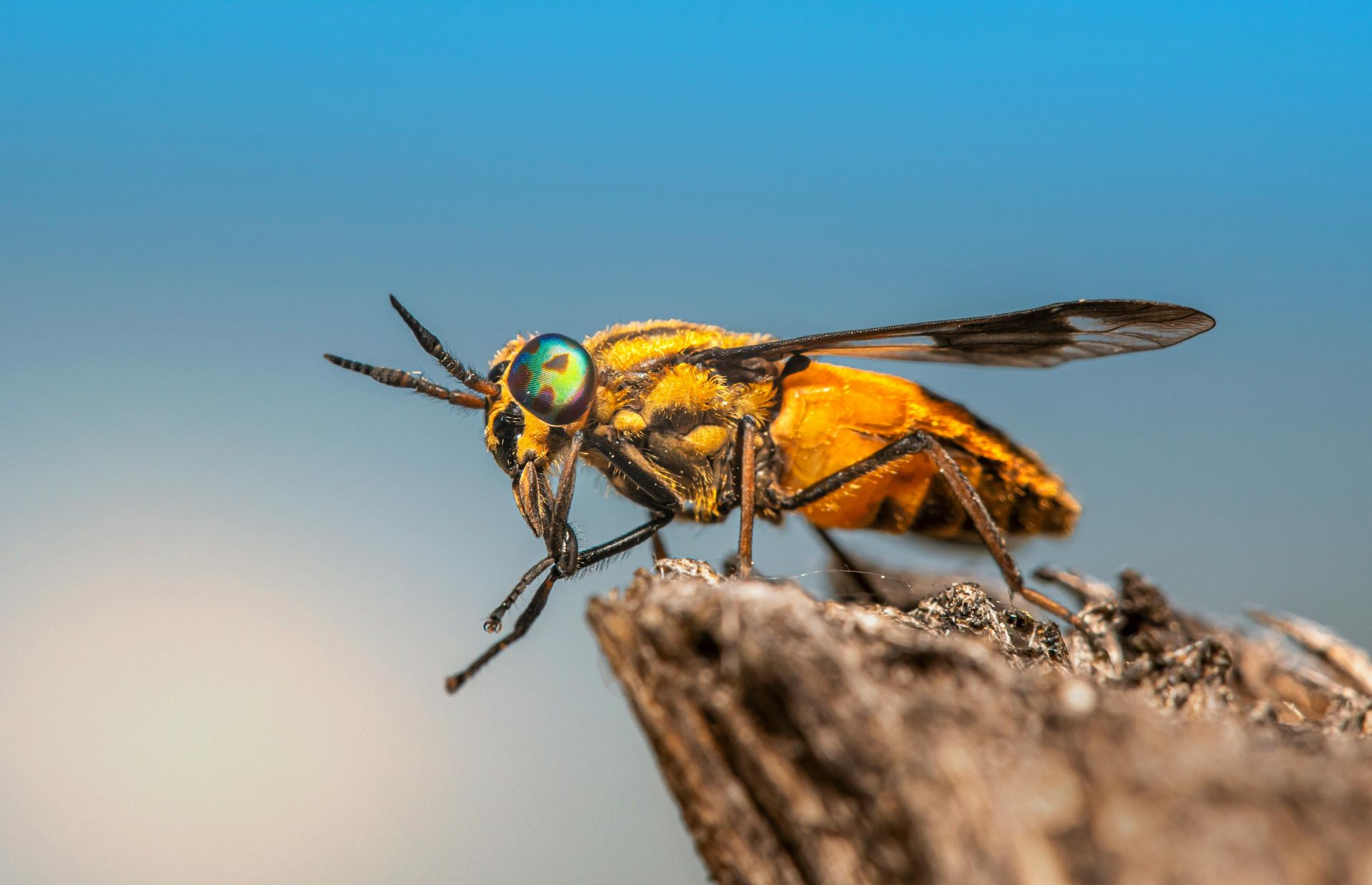 A yellow and black fly with green eyes is sitting on a piece of wood.