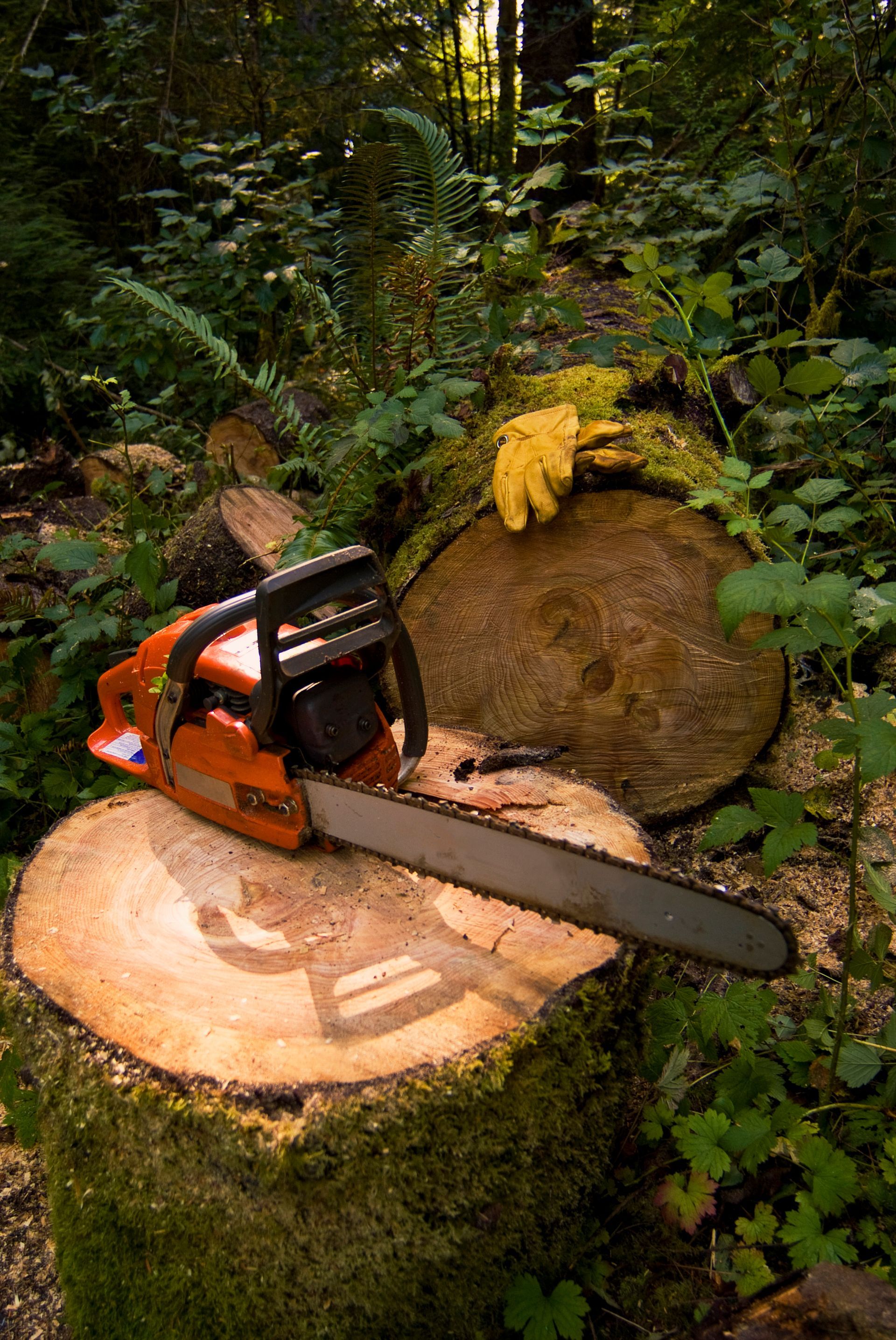 Chainsaw rests on tree stump in a forest, with cut logs and a glove in the background.