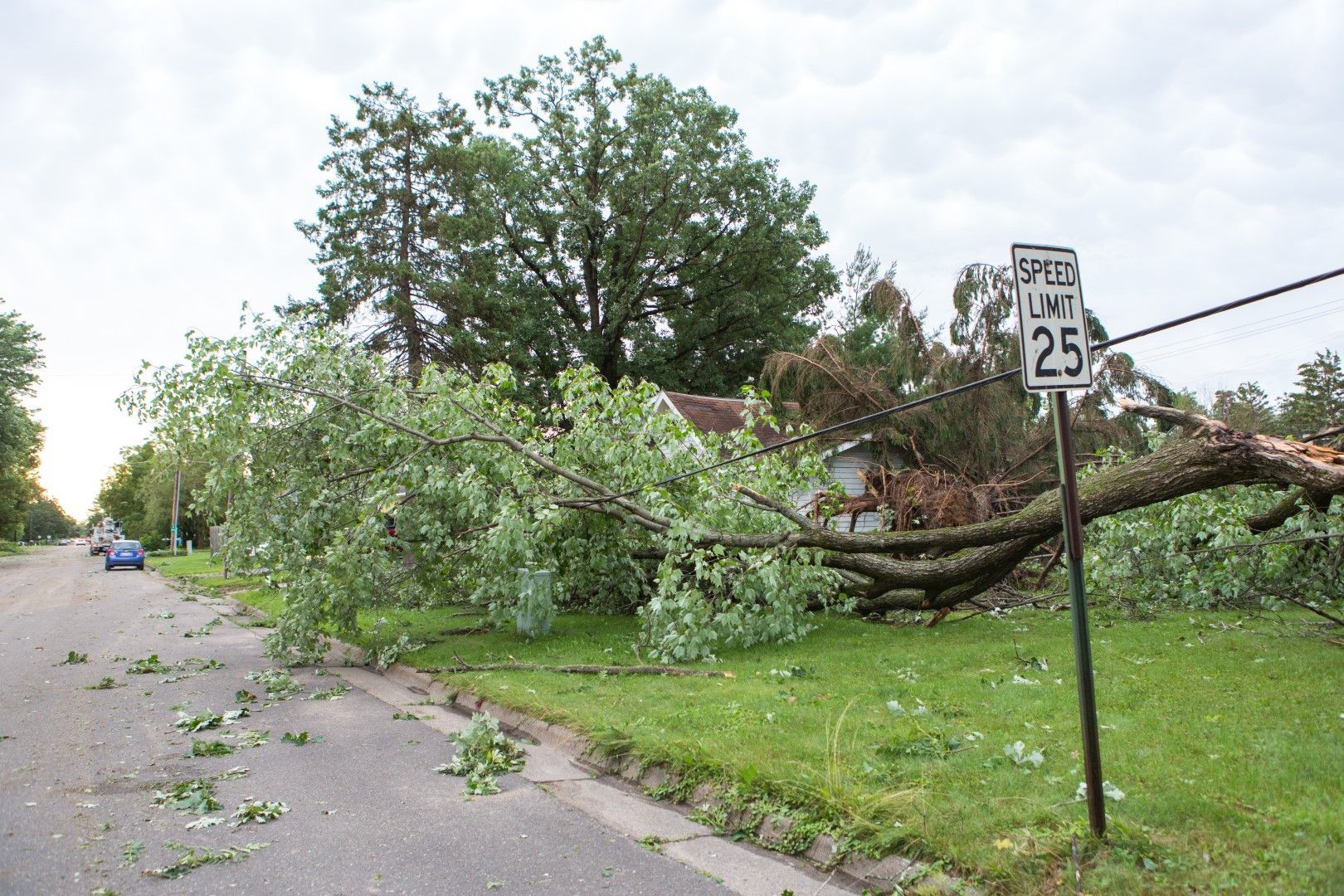 A tree that has fallen on the side of the road