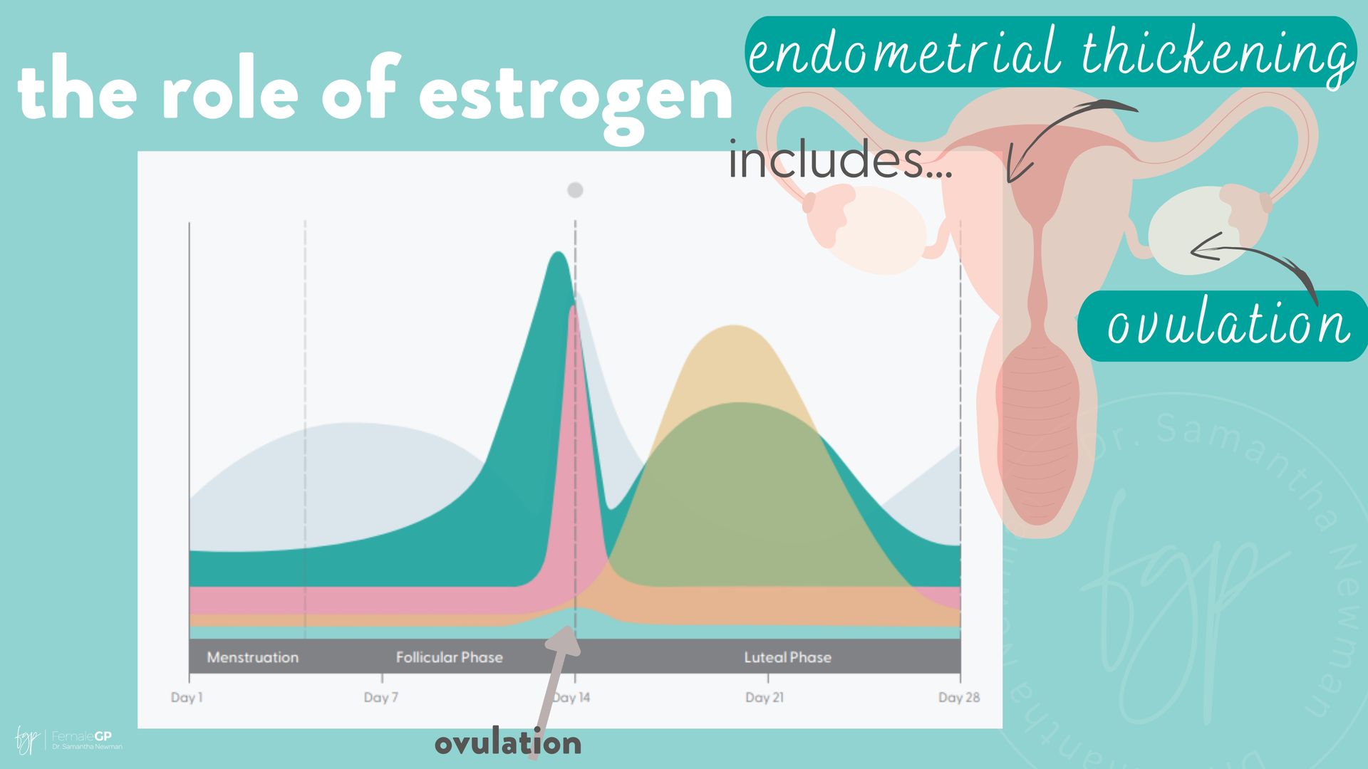INVESTIGATE: Serum Estradiol Levels