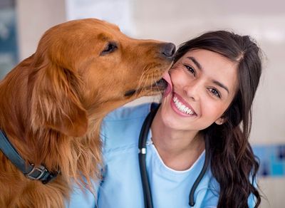 Vet Clinic In Omaha Bennington Ne Animal Hospital