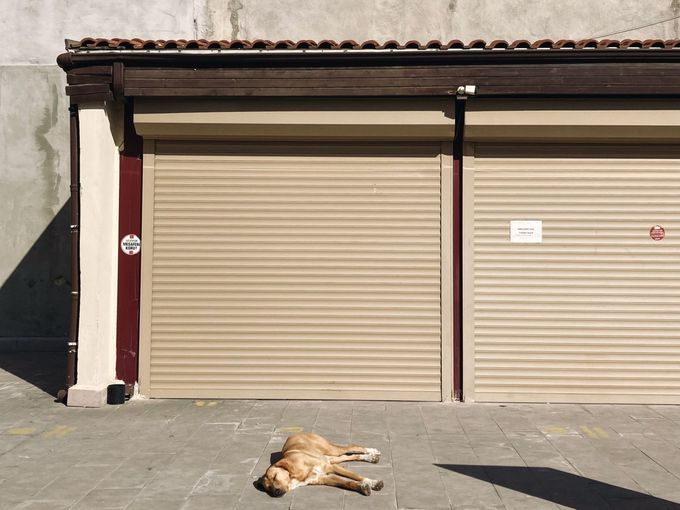 A dog is laying on the ground in front of a garage door.