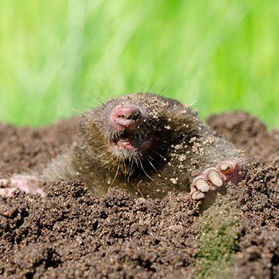 Moles — Mole's Head in the Soil in Metamora, IL