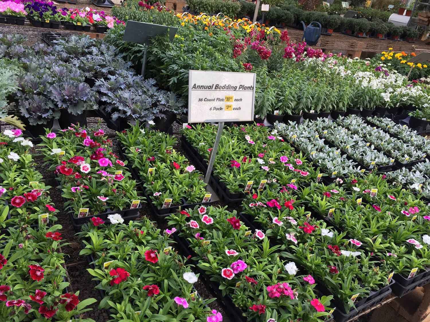 Bedding Plants — Shreveport, LA — Lex Plant Farm