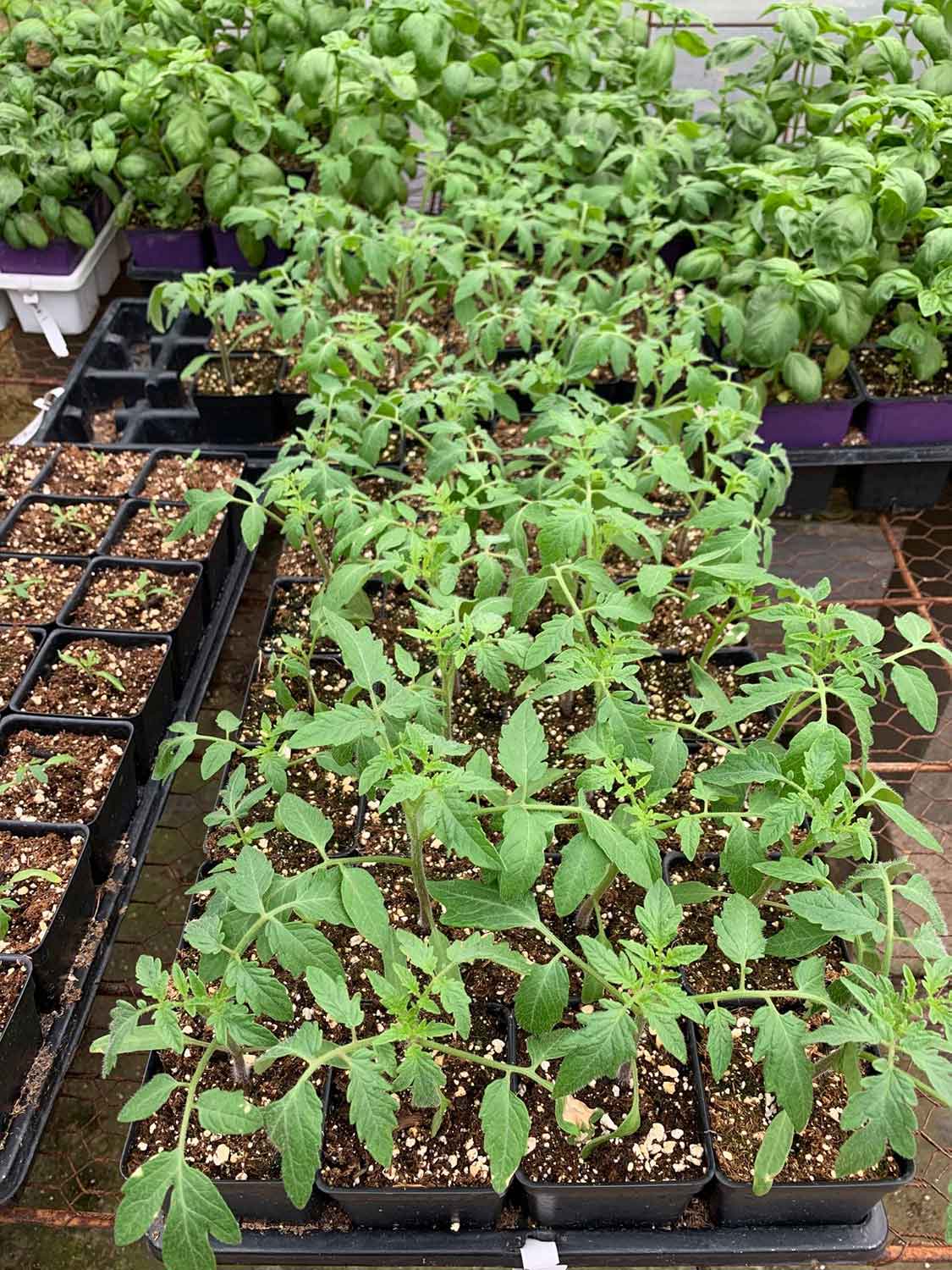 Green Plants on Pot — Shreveport, LA — Lex Plant Farm