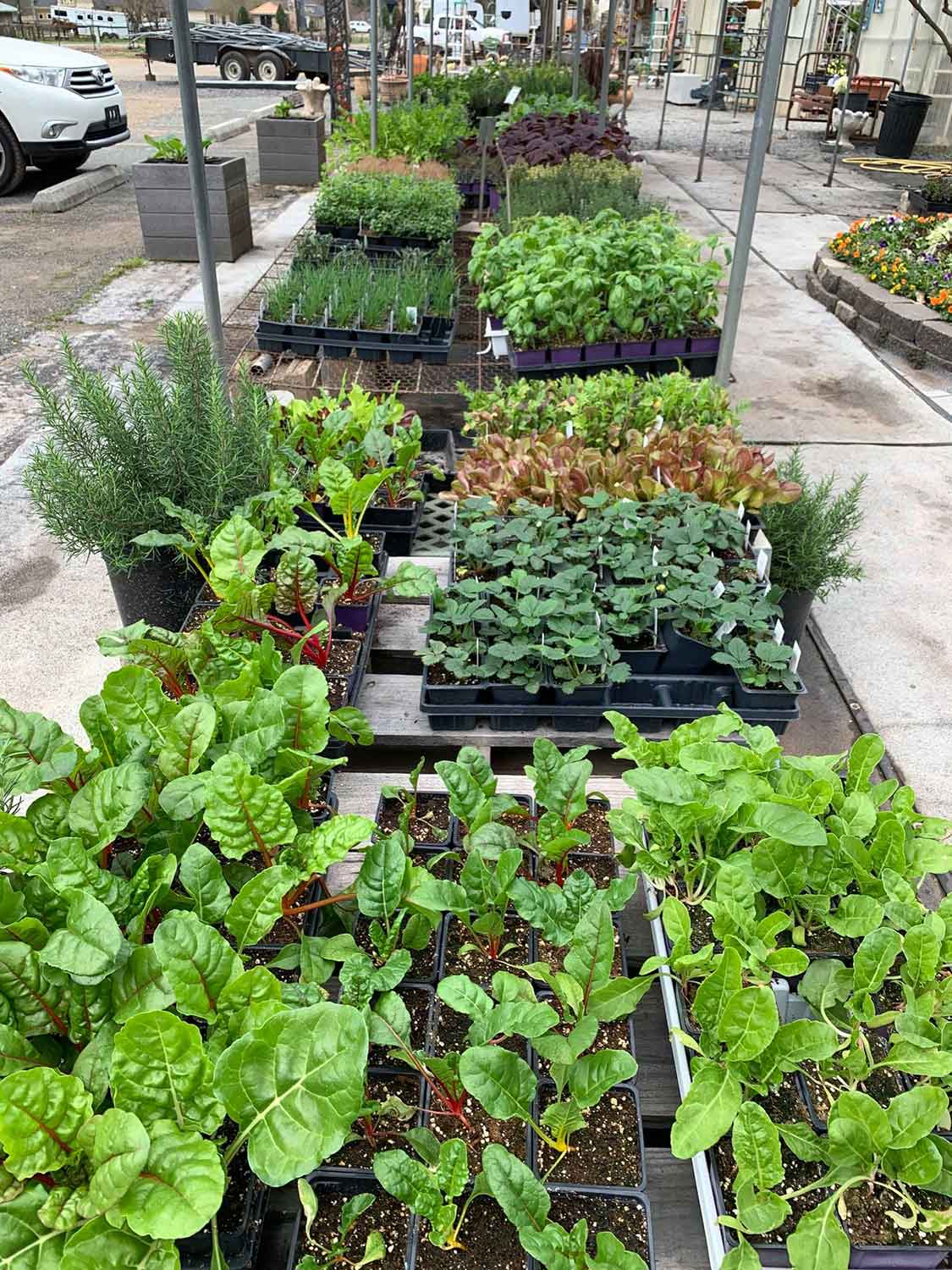 Green Plants — Shreveport, LA — Lex Plant Farm