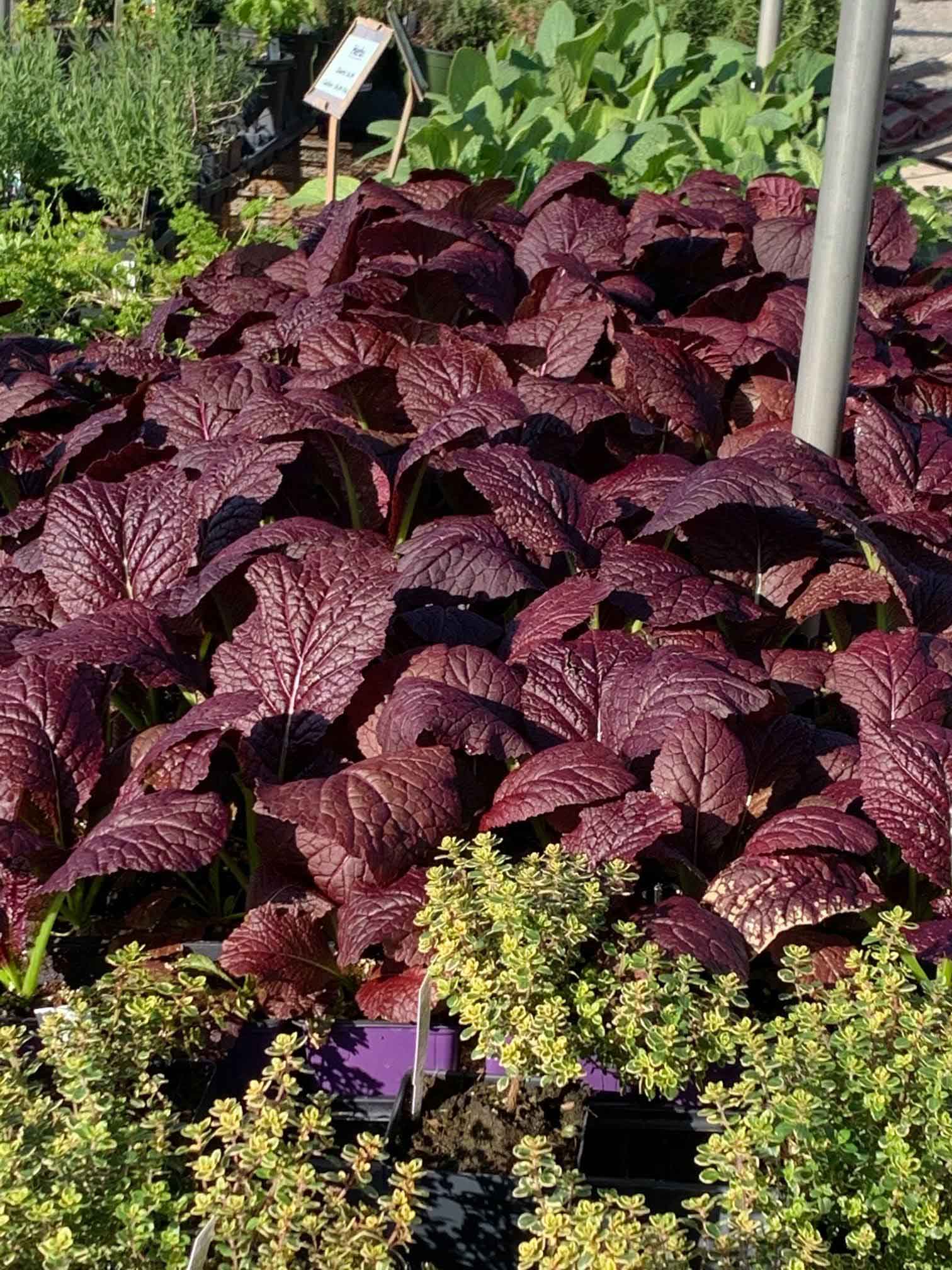Coleus Plants — Shreveport, LA — Lex Plant Farm