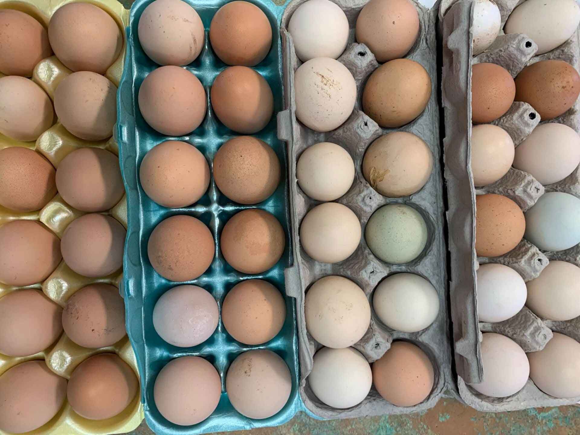 Eggs — Shreveport, LA — Lex Plant Farm