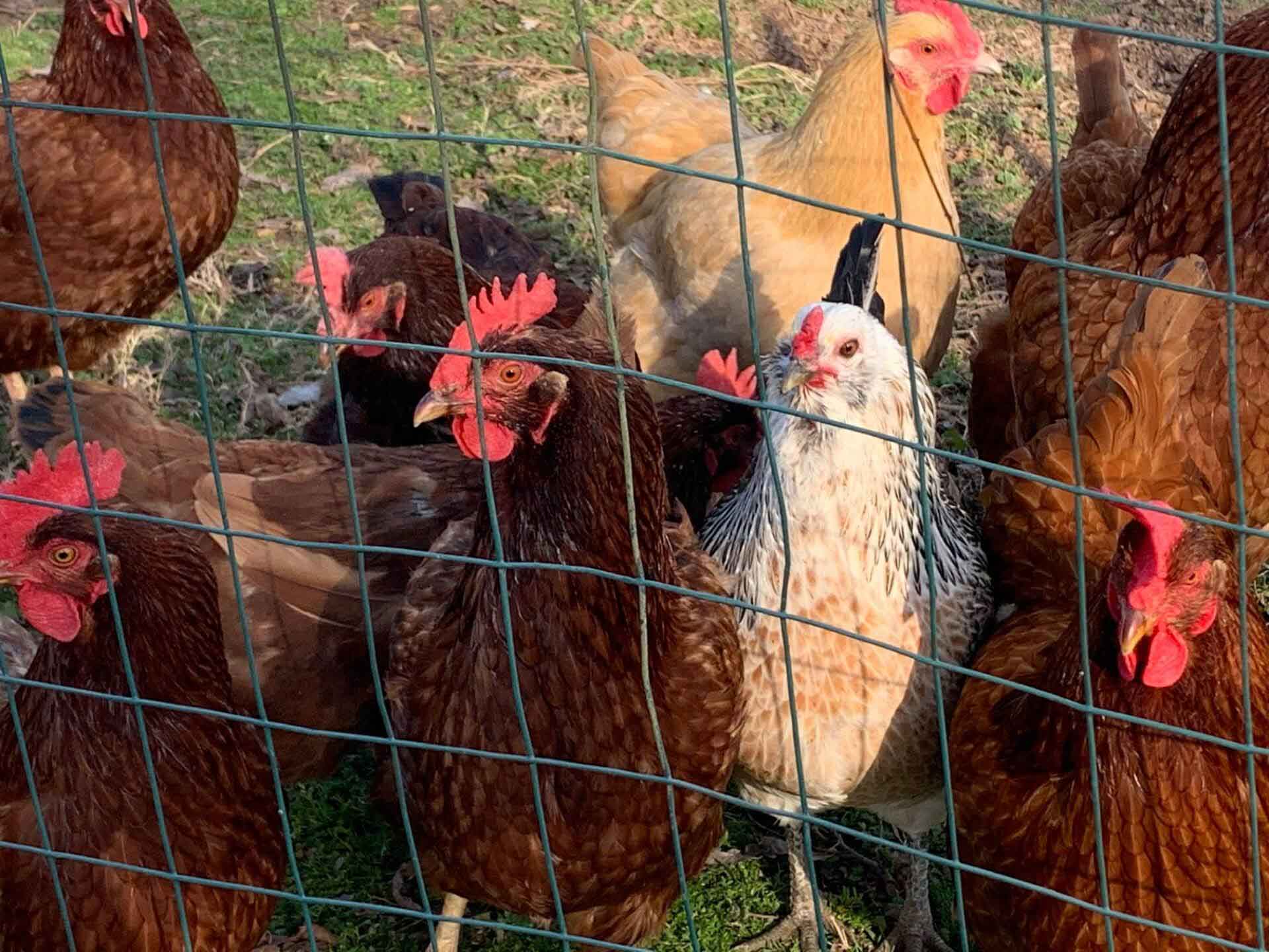 Chickens — Shreveport, LA — Lex Plant Farm