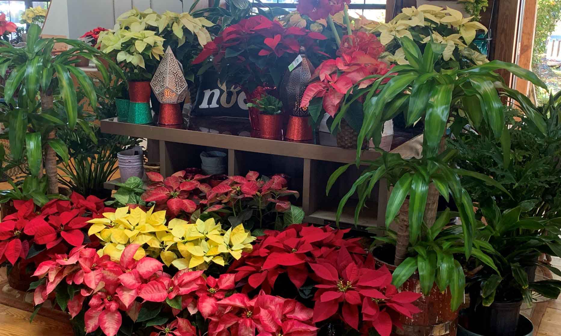 Colorful Plants — Shreveport, LA — Lex Plant Farm