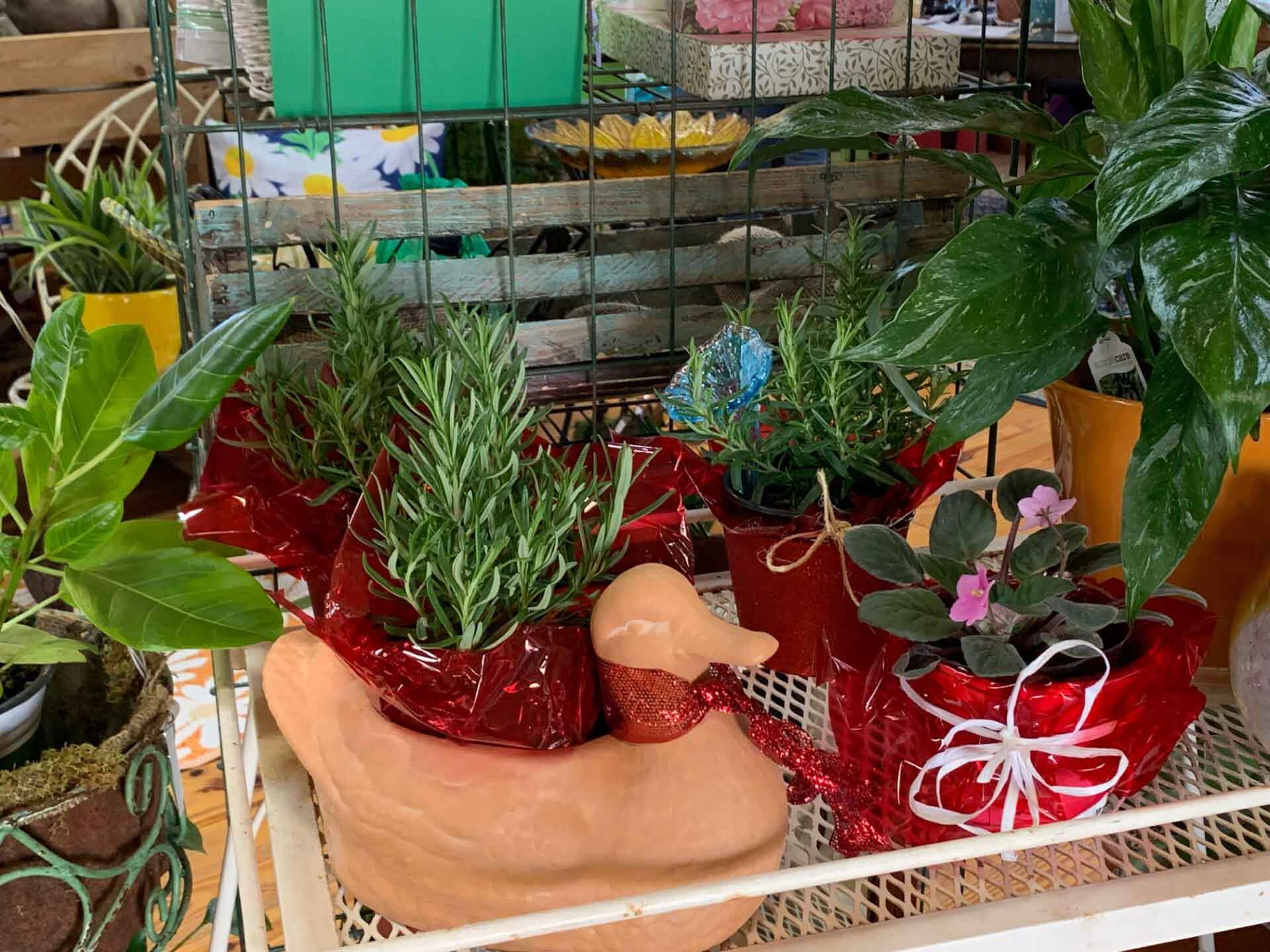 Decorative Plants — Shreveport, LA — Lex Plant Farm