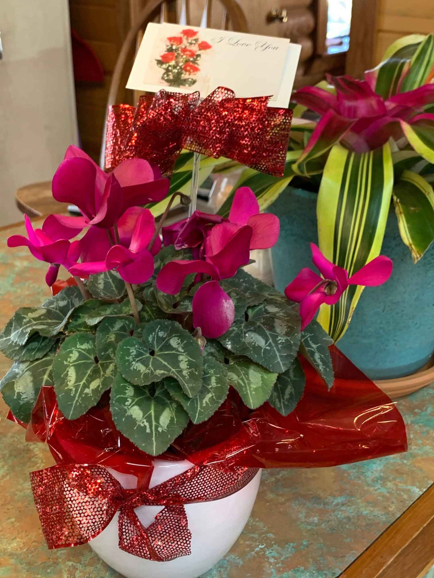 Potted Flowering Plant — Shreveport, LA — Lex Plant Farm