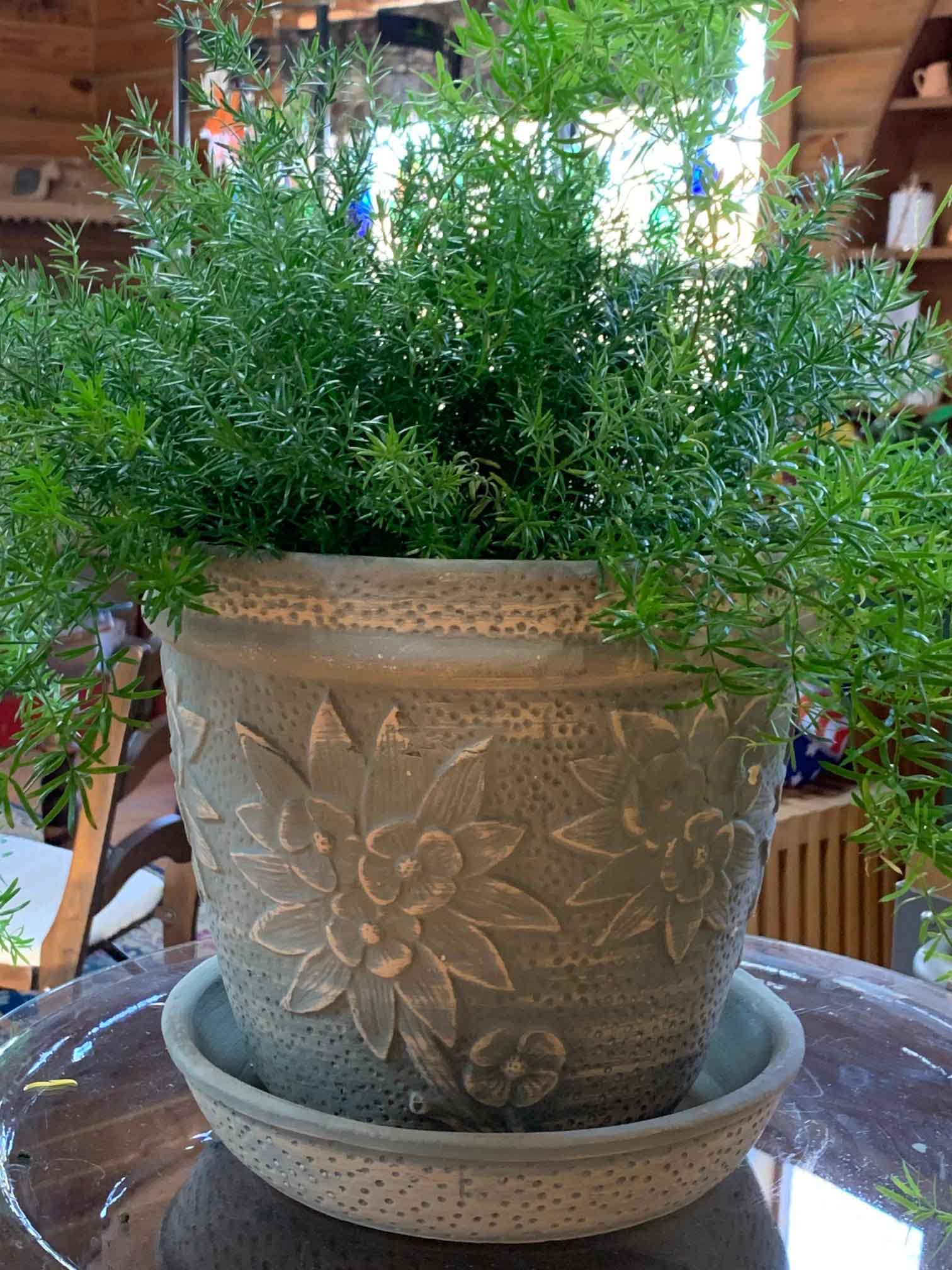 Plants on Pot — Shreveport, LA — Lex Plant Farm