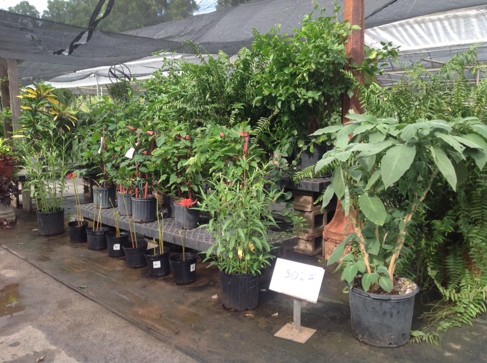 Green Potted Plants — Shreveport, LA — Lex Plant Farm