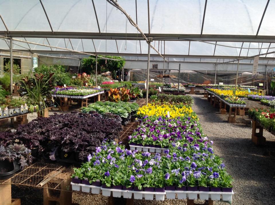 Plants on Greenhouse — Shreveport, LA — Lex Plant Farm