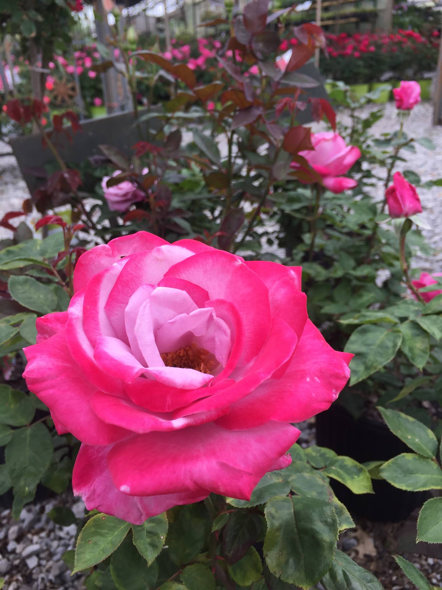 Hybrid Tea Rose — Shreveport, LA — Lex Plant Farm