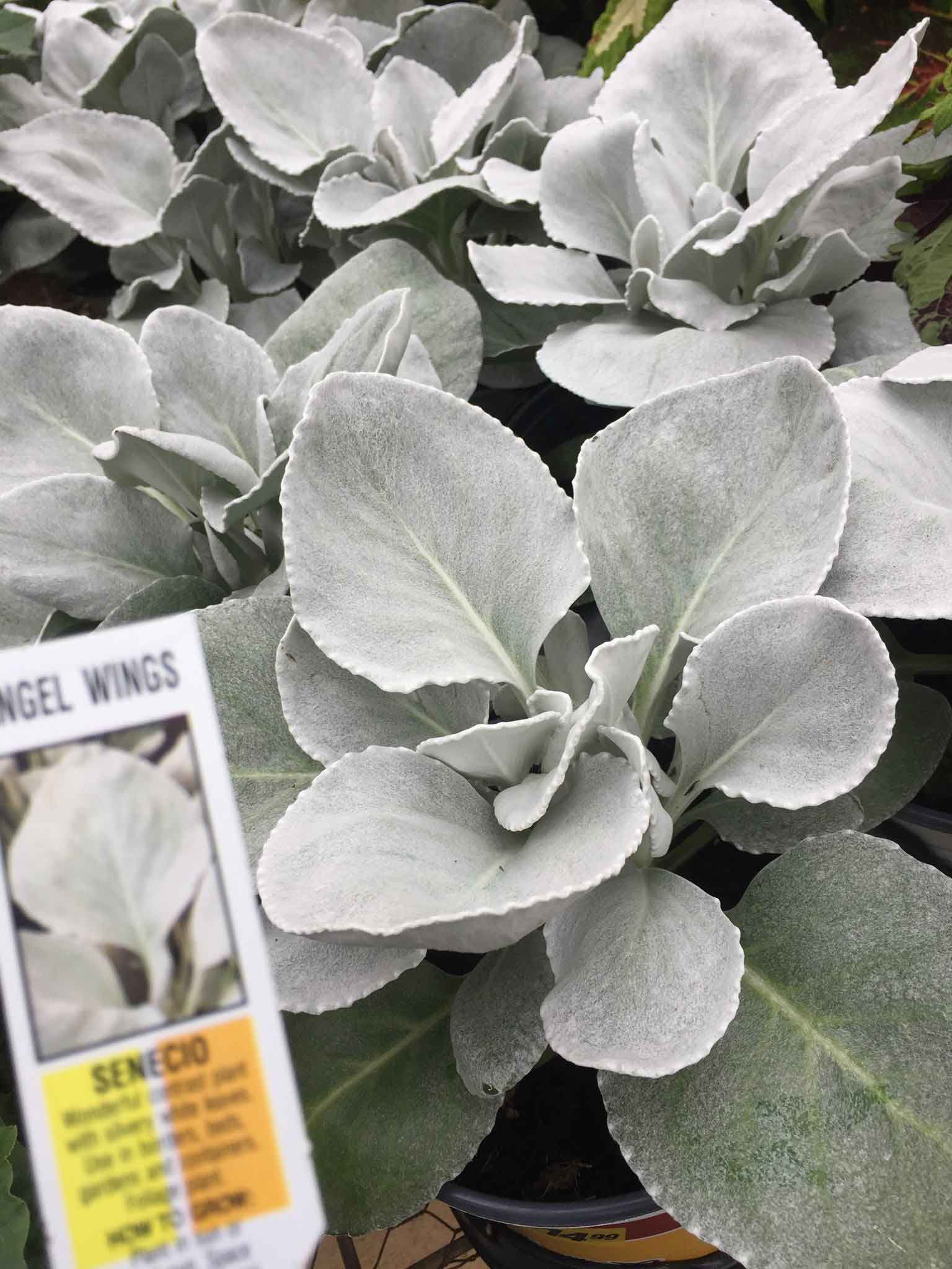 Angel Wings Plant — Shreveport, LA — Lex Plant Farm