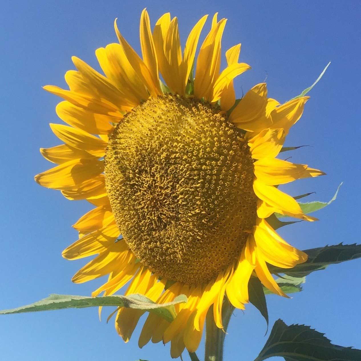 Sunflower — Shreveport, LA — Lex Plant Farm