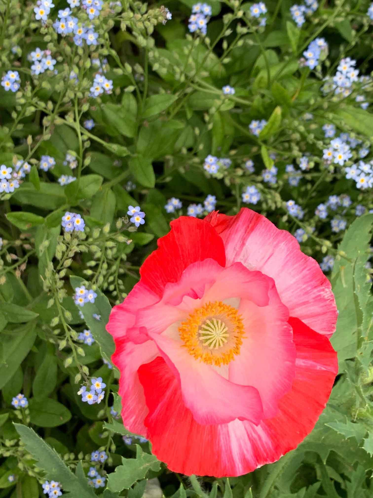 Poppy Plant — Shreveport, LA — Lex Plant Farm